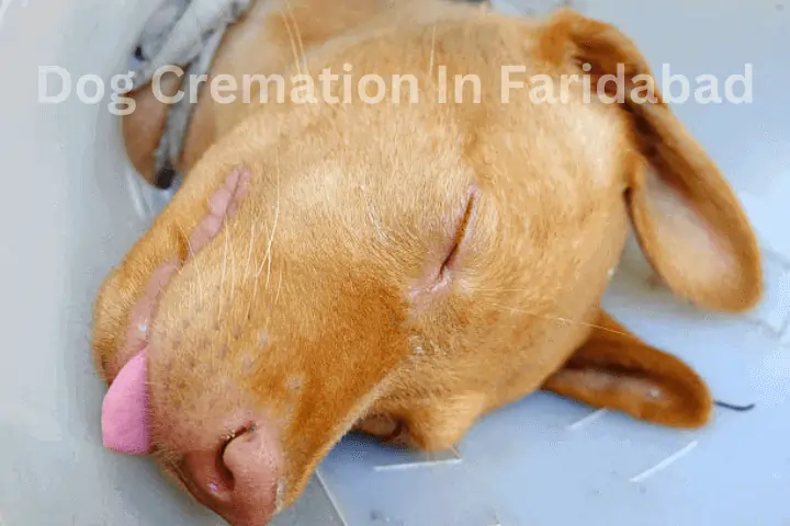 dog cremation in faridabad