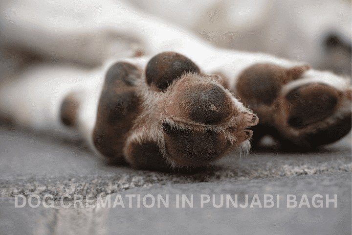 pet and dog cremation punjabi bagh